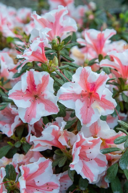 Рододендрон Starburst